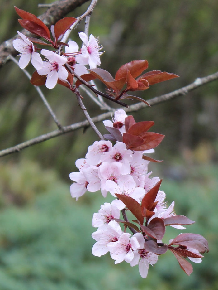 Cherry plum flower hoop suncatcher