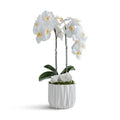 DOUBLE ORCHID IN GEOMETRIC VESSEL