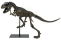 Faux T-Rex Tyrannosaurus Rex Dinosaur Fossil