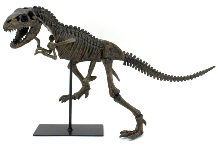 Faux T-Rex Tyrannosaurus Rex Dinosaur Fossil