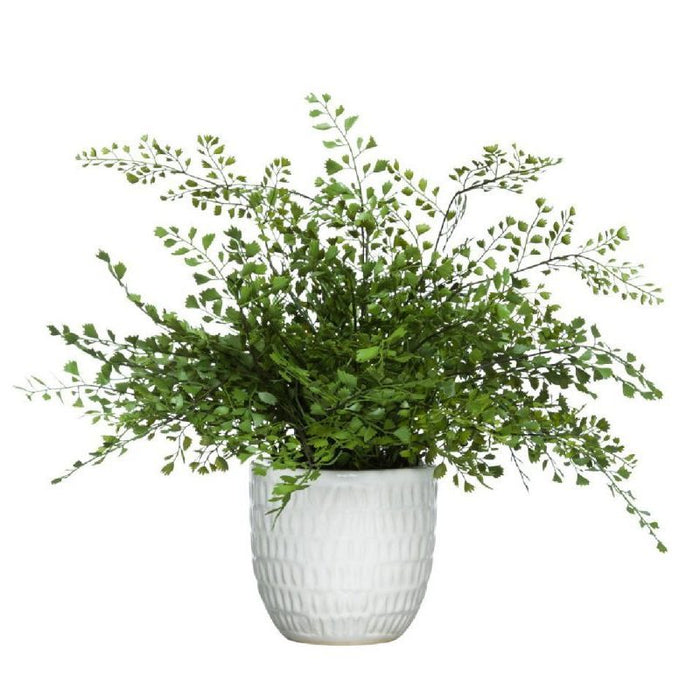 MAIDEN HAIR FERN IN WHITE - Hedi's Furniture