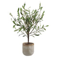 Solea Olive Accent