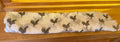 Wilde Cock Scarf